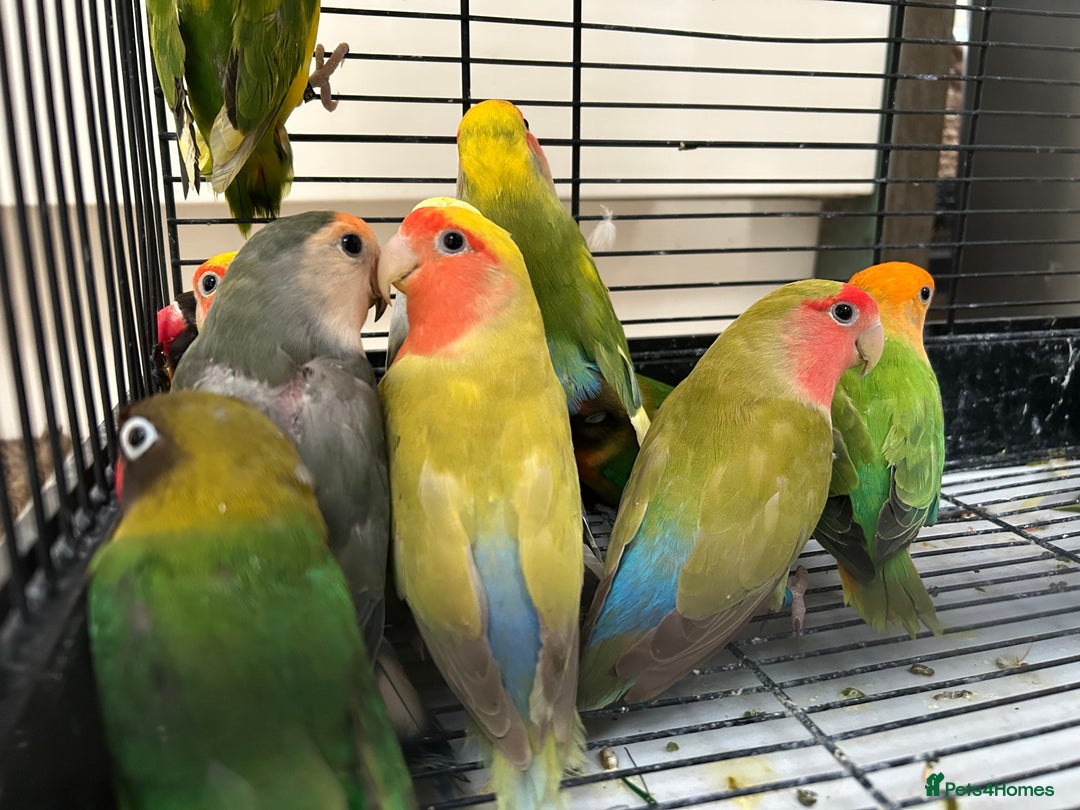 Lovebirds birds for sale: Love Birds for sale, all in good health  - Advert 11