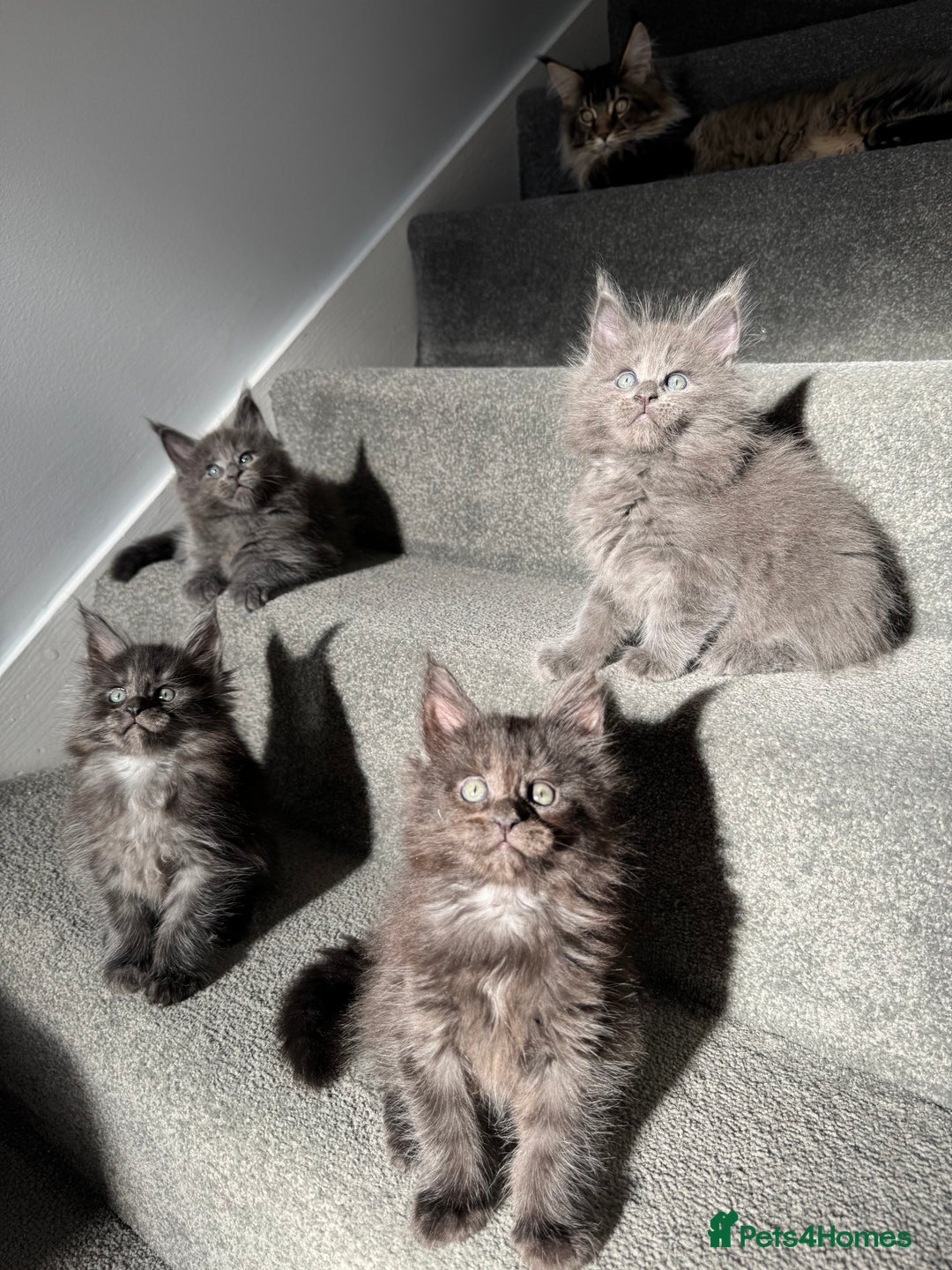 Maine Coon cats for sale: Pedigree Maine Coon Kittens – Blues & Smokes - Advert 33