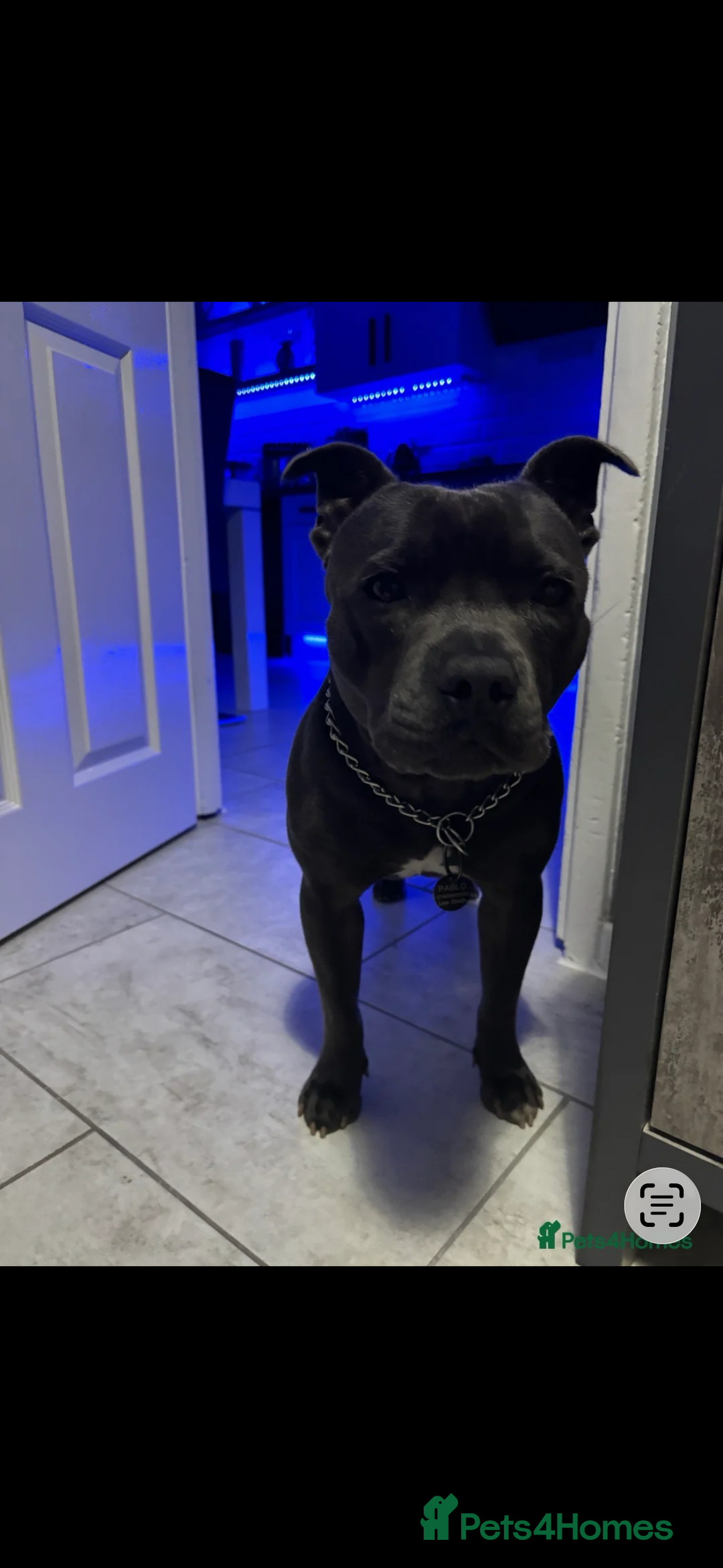 Staffordshire Bull Terrier dogs for stud: Blue Staffy For Stud proven KC  - Advert 4