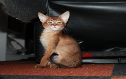 Chausie cats for sale: Adorable Chausie Kittens – 2 males & 1 female - Image 3