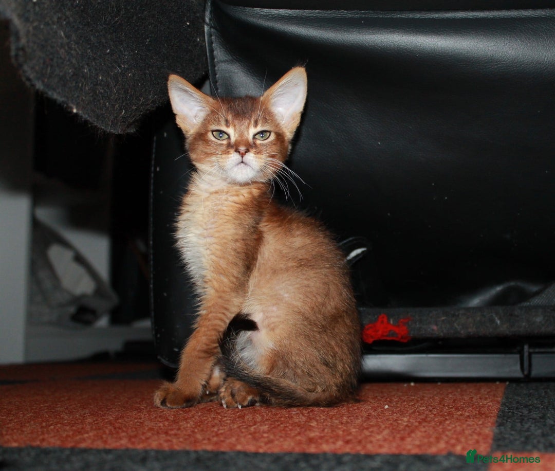 Chausie cats for sale: Adorable Chausie Kittens – 2 males & 1 female - Image 3