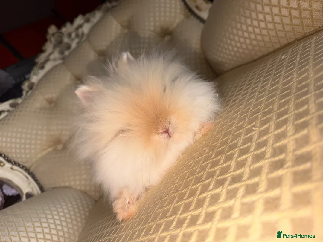 Angora rabbits for sale: Teddy dwerg doe available 🐰🤍✨  - Advert 3