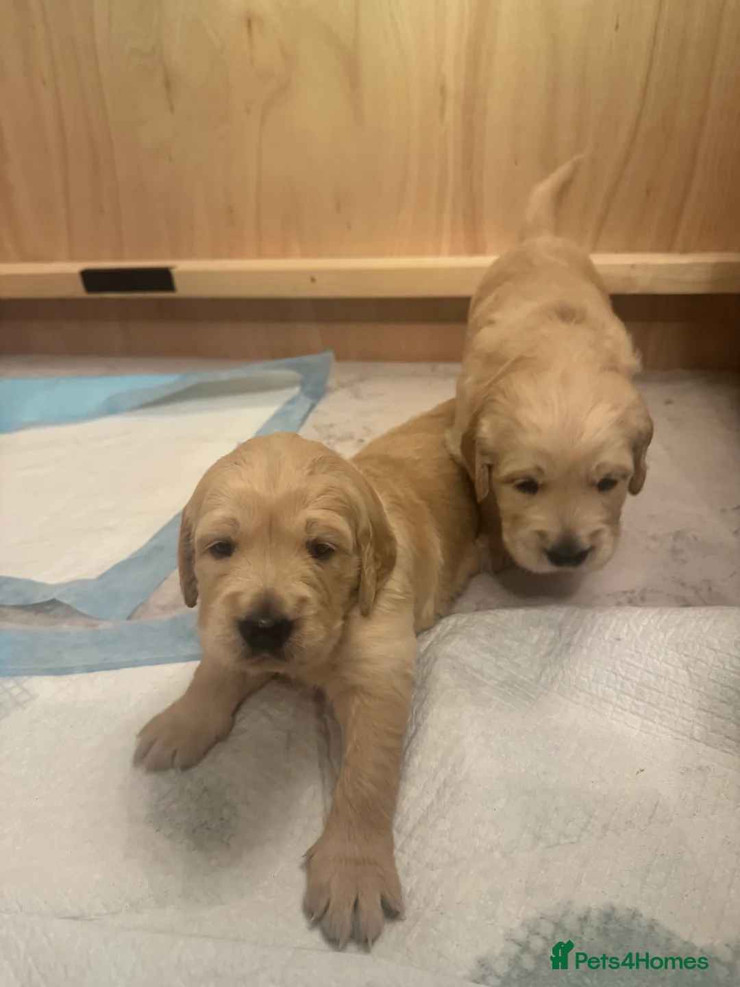Golden Retriever dogs for sale: Beautiful KC registered Golden Retriever puppies - Advert 3