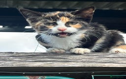 Mixed Breed cats for sale: Lovely yards /family kittens - Image 5