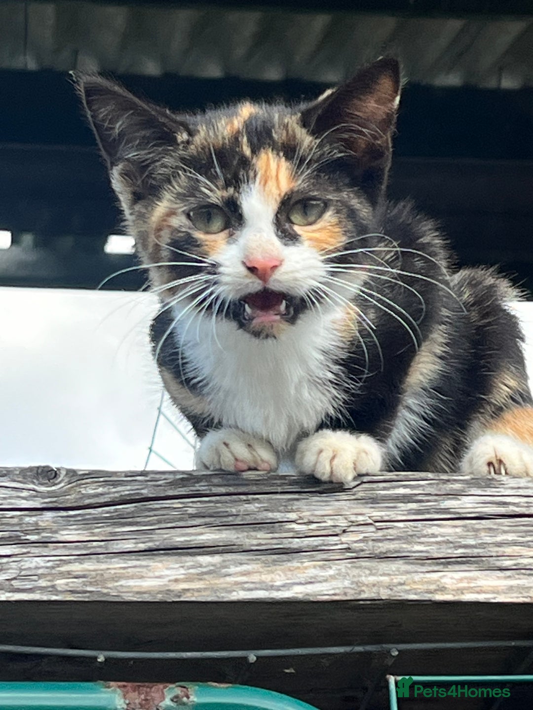 Mixed Breed cats for sale: Lovely yards /family kittens - Image 5