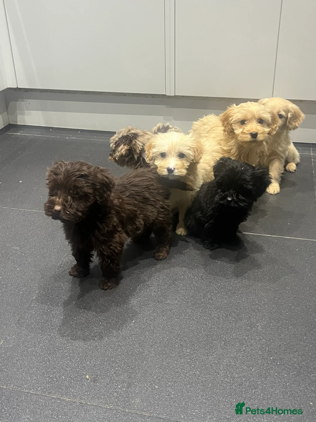 Cockapoo dogs for sale: Beautiful merl Cockpoo puppies  - Advert 15