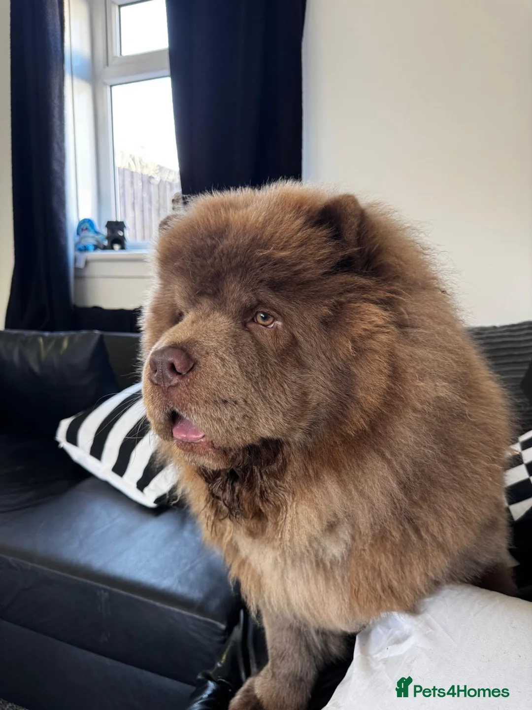 Chow Chow dogs for sale: Loving Home Needed for Handsome Male Chow Chow - Advert 3