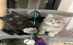 British Shorthair cats for sale: Fabulous, playful and healthy BSH kittens, rare - Image 12