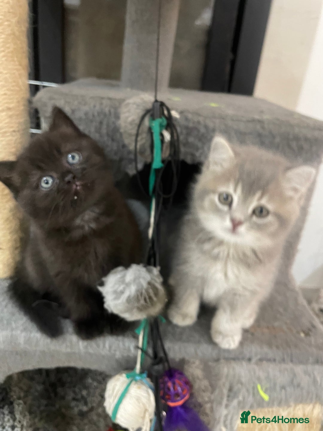 British Shorthair cats for sale: Fabulous, playful and healthy BSH kittens, rare - Image 12