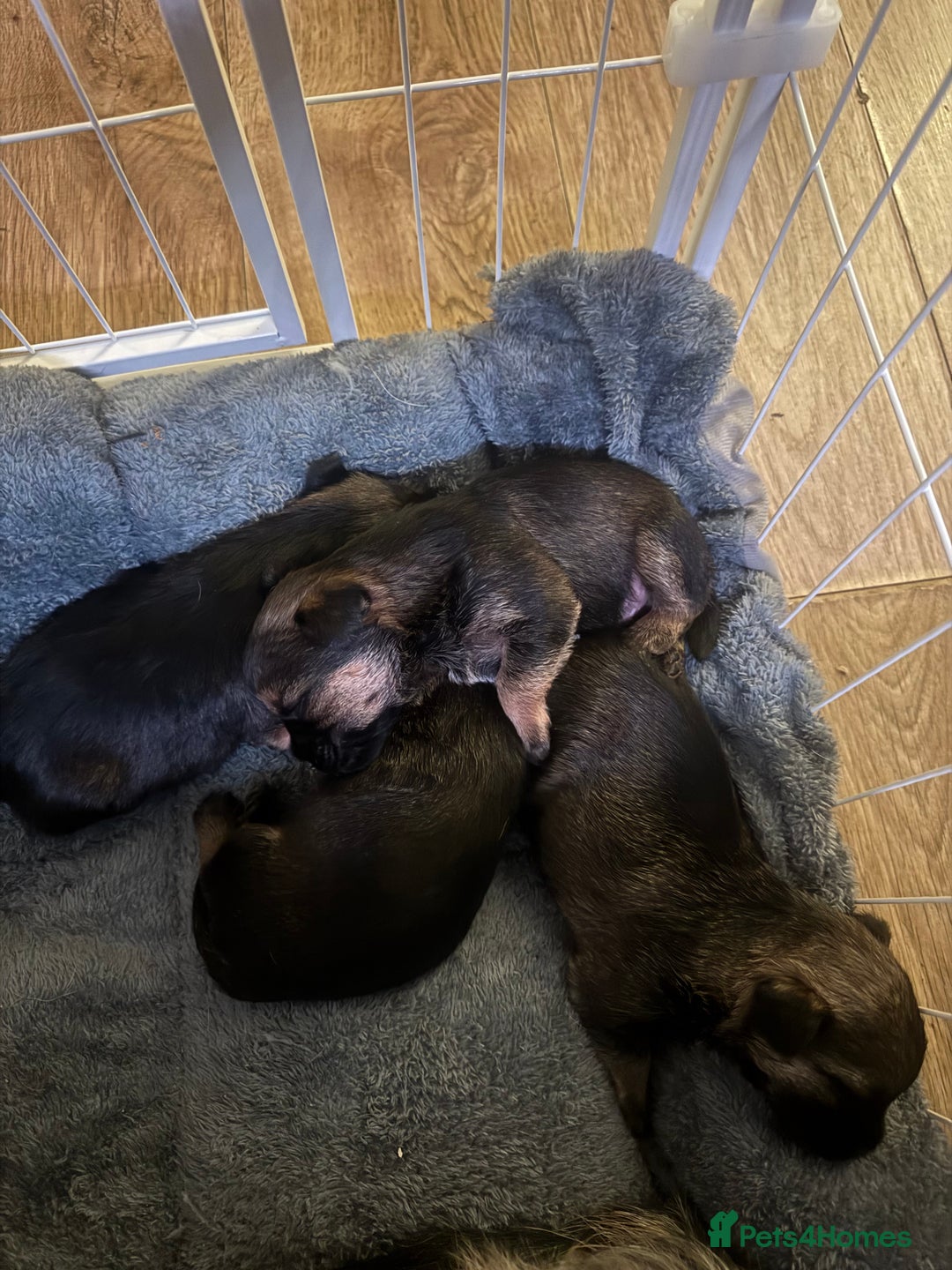 Border Terrier dogs for sale: Beautiful Pure Border Terriers  - Advert 11