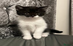 British Longhair cats for sale: Gorgeous fluffy kittens looking for forever home - Image 30