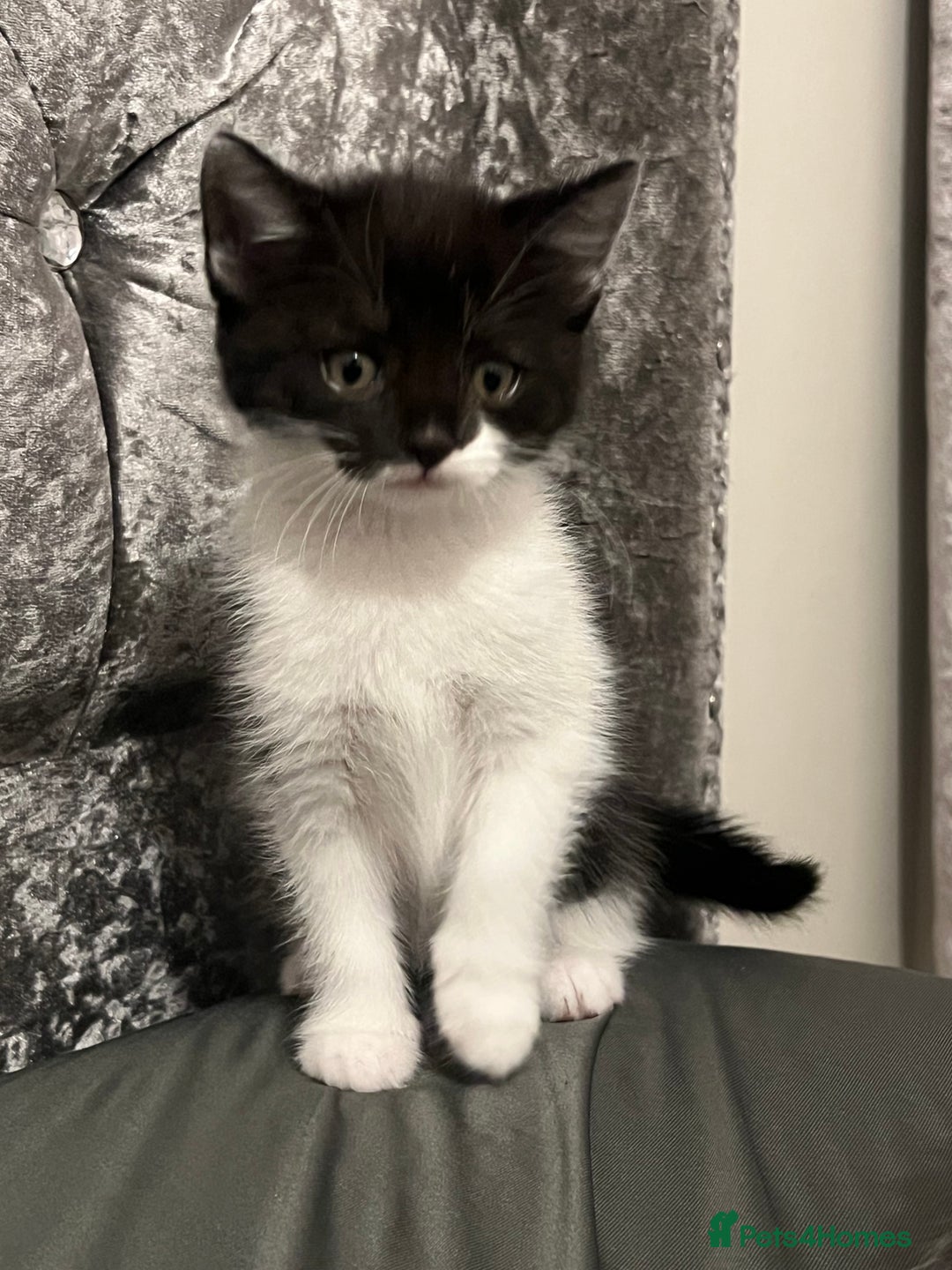 British Longhair cats for sale: Gorgeous fluffy kittens looking for forever home - Image 30