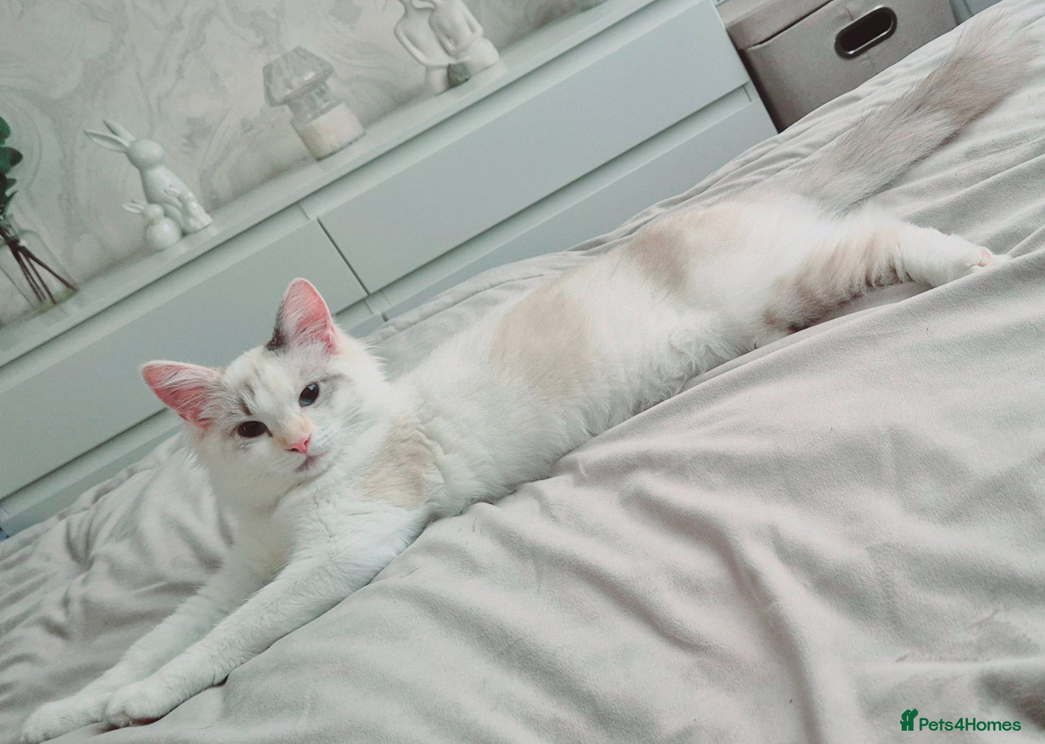 Mixed Breed cats Ragdoll x kittens  - Advert 1