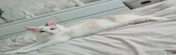 Mixed Breed cats for sale: Ragdoll x kittens  - Advert 1