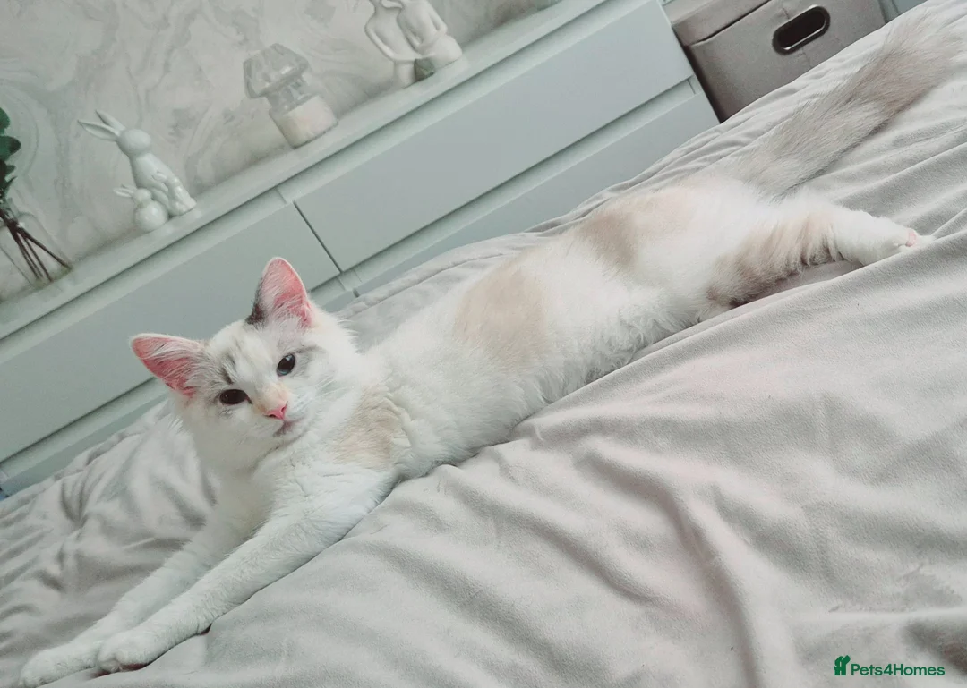 Mixed Breed cats for sale: Ragdoll x kittens  - Advert 1