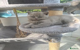 British Shorthair cats for sale: Lilic GCCF registered active champion lines  - Image 13