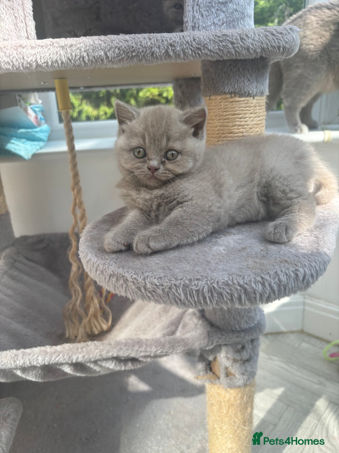 British Shorthair cats for sale: Lilic GCCF registered active champion lines  - Image 13