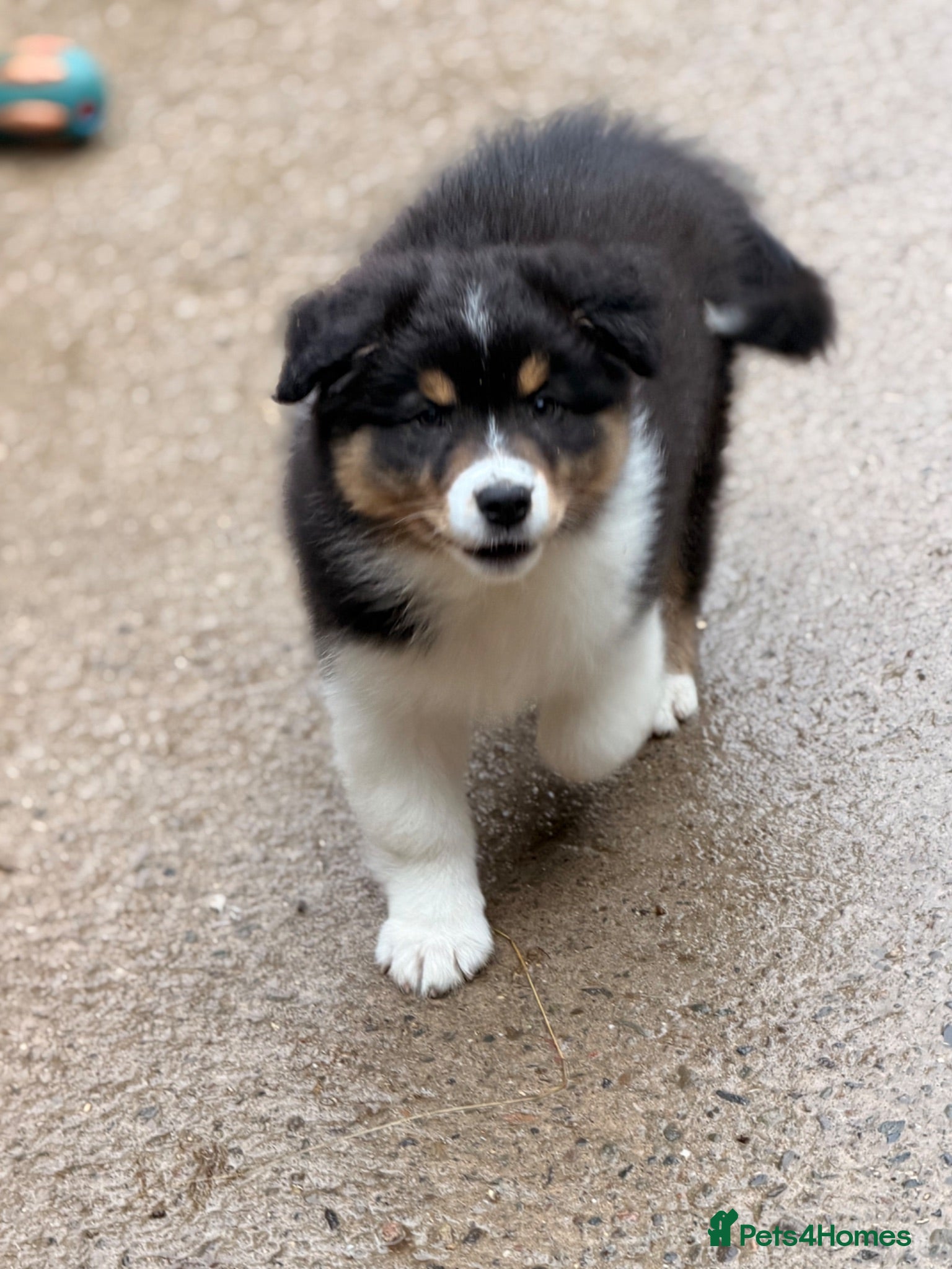 Australian Shepherd dogs Australian shepherd Black Tri Male Puppy - Advert 4