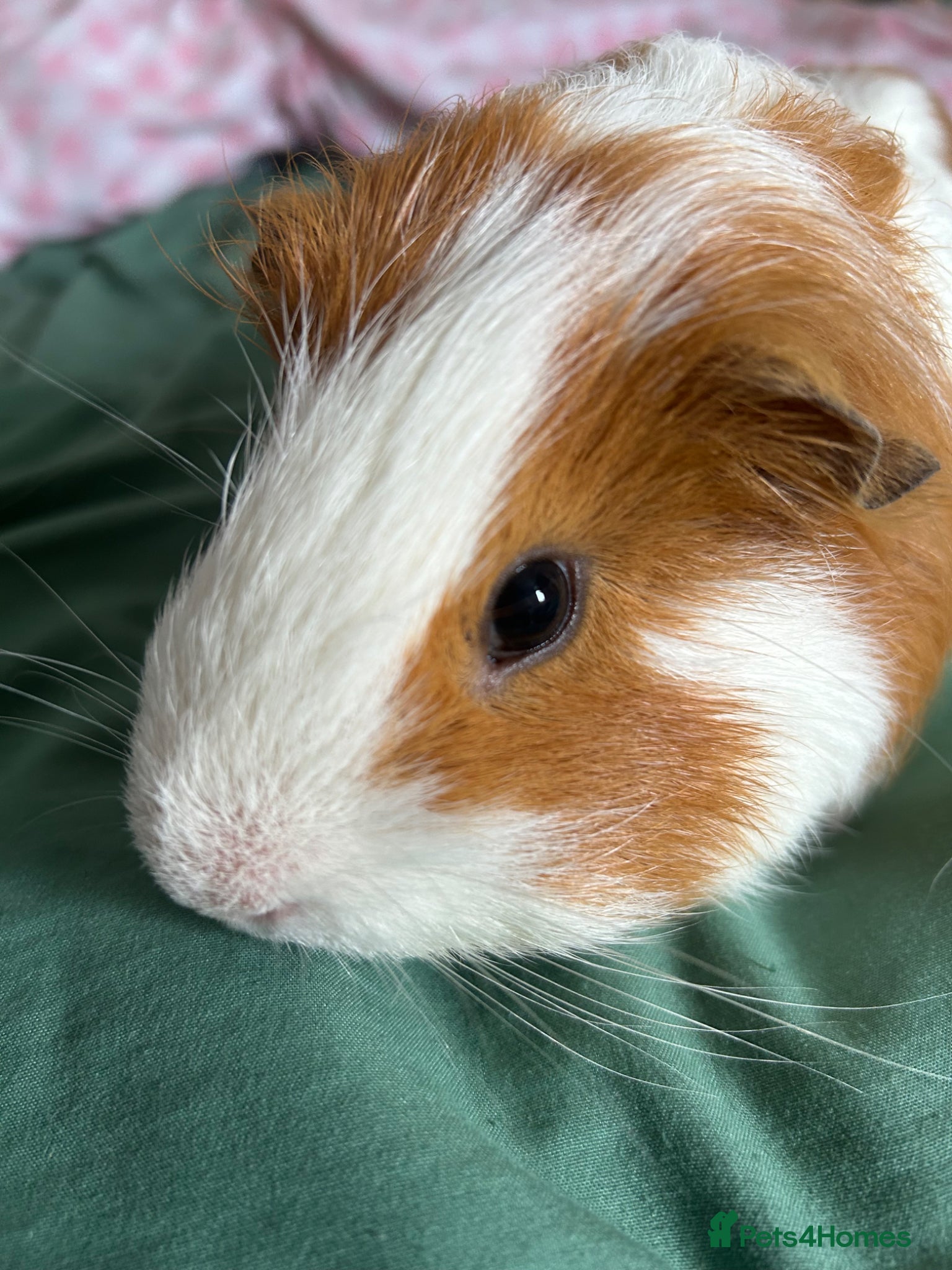 Guinea Pig rodents Pepper the male Guinea Pig - Advert 1