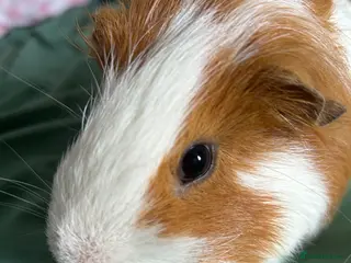 Guinea Pig rodents Pepper the male Guinea Pig - Advert 1