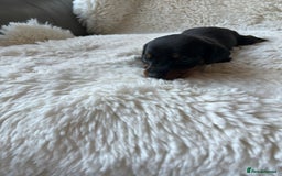 Miniature Dachshund dogs for sale: Blue eyed miniature dachshund puppies - Image 1