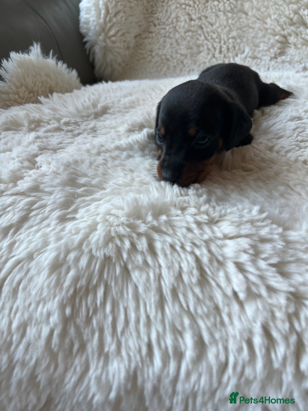 Miniature Dachshund dogs for sale: Blue eyed miniature dachshund puppies - Image 1