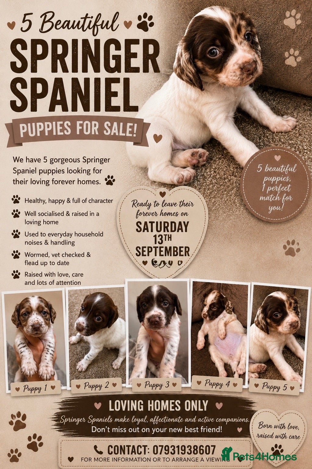 English Springer Spaniel dogs 🐾 Beautiful Springer Spaniel Puppies - Advert 12