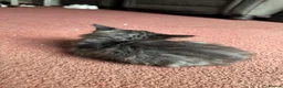 Mixed Breed cats for sale: Beautiful very friendly long haired kittens  - Advert 26