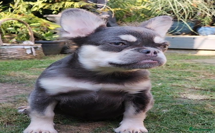 French Bulldog dogs in Walsall - Advert 6