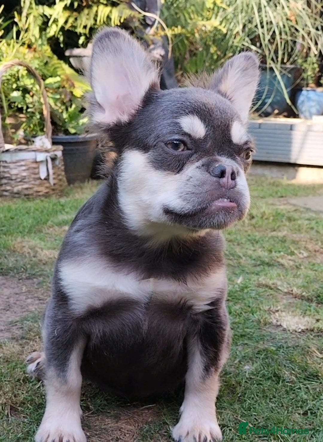 French Bulldog dogs for sale: LAST Outstanding Tiny  Fluffy French Bulldogs  in Walsall - Image 2