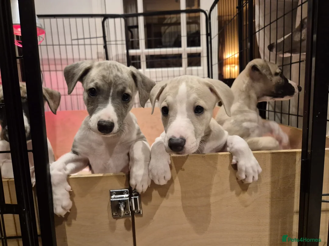 Whippet dogs for sale: Great quality Whippet puppies for sale - Advert 27