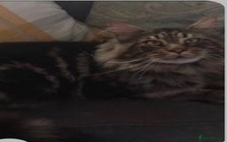 Maine Coon cats for sale: Stunning pedigree maincoon kittens  - Image 9