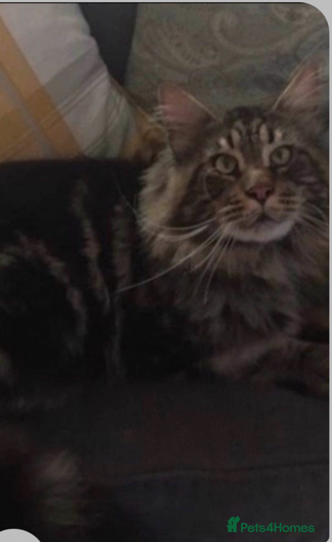 Maine Coon cats for sale: Stunning pedigree maincoon kittens  - Image 9
