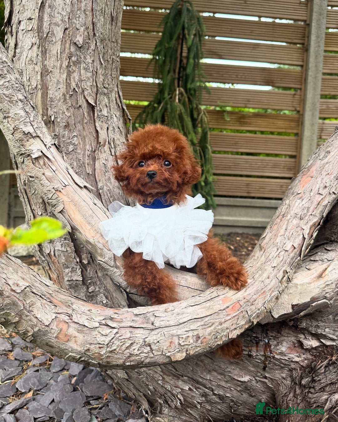 Toy Poodle dogs for sale: Asian Poodle Girl  in London - Image 3