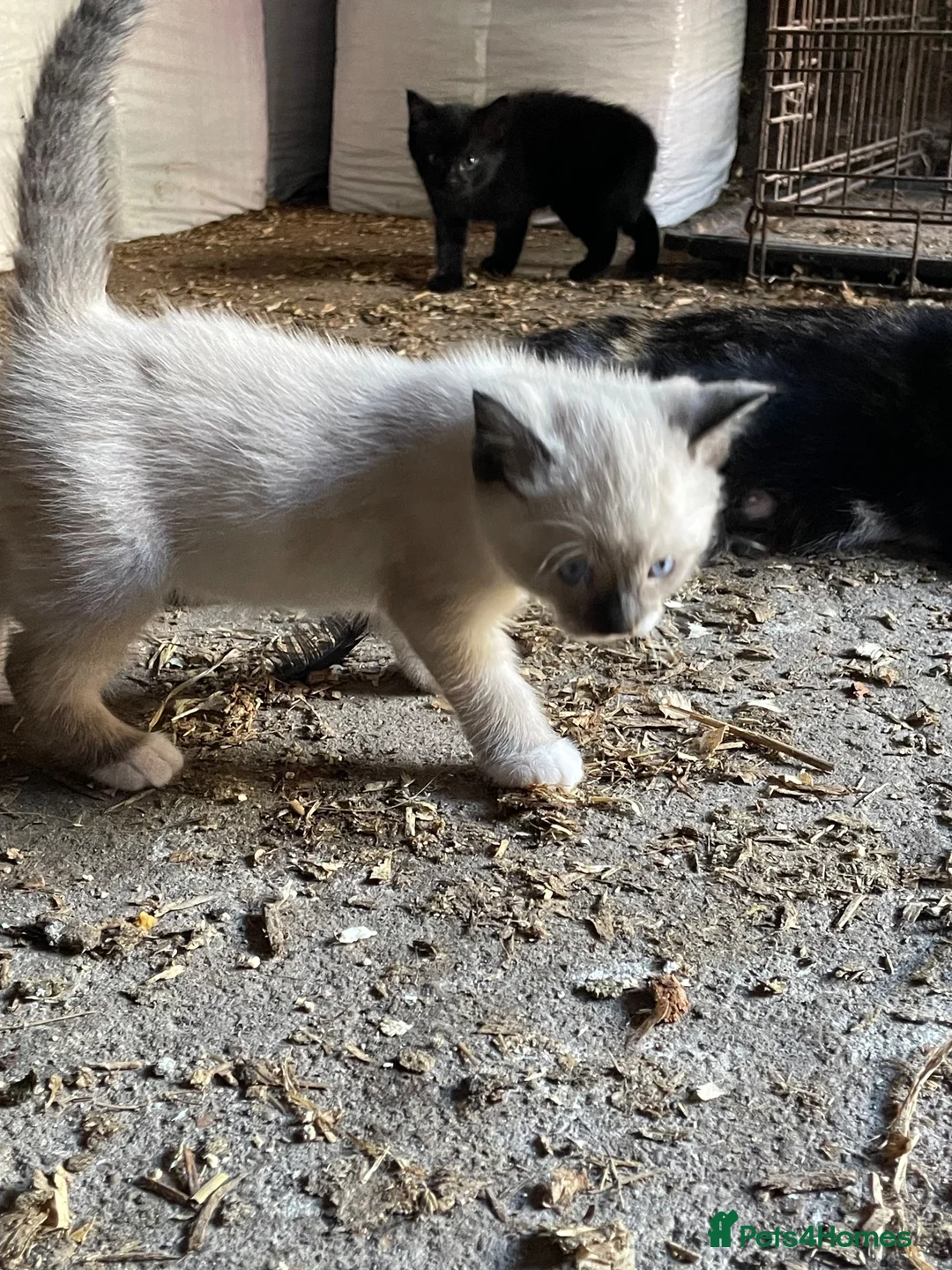 Mixed Breed cats for sale: 3 beautiful boy kittens for sale  - Advert 8