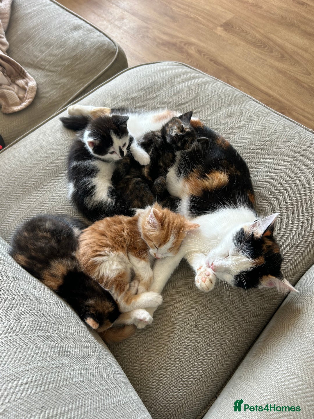 Mixed Breed cats for sale: 5 beautiful kittens  - Image 11