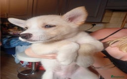 Mixed Breed dogs for sale: Alaskan malamute cross collies puppy's  - Image 5