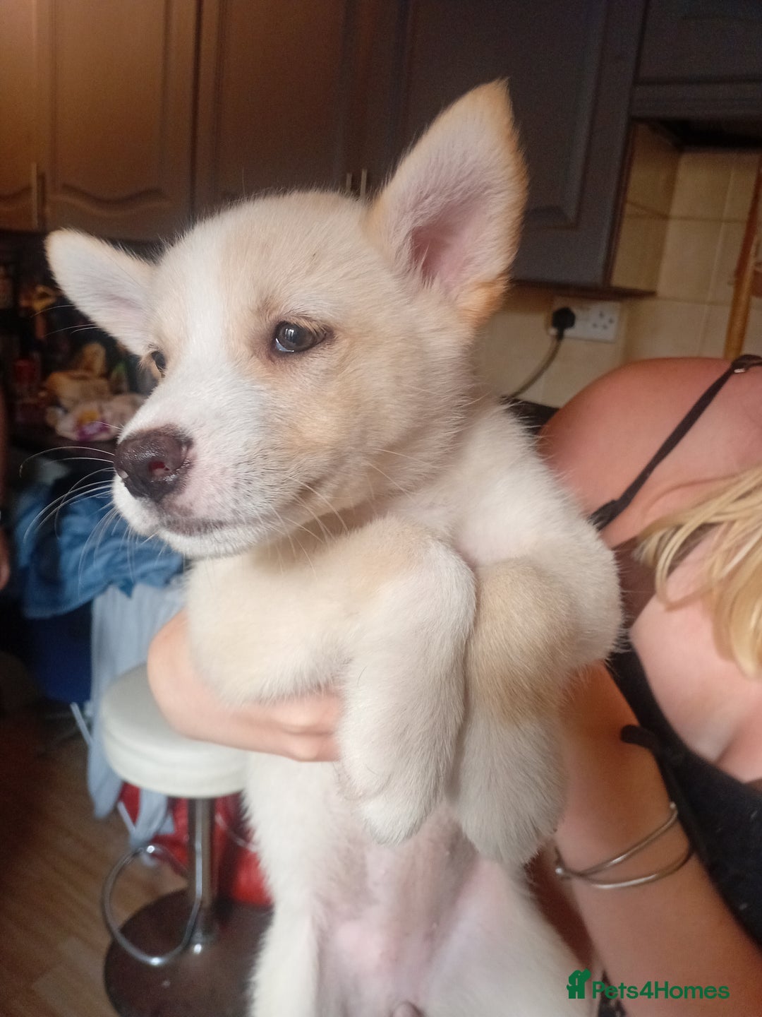 Mixed Breed dogs for sale: Alaskan malamute cross collies puppy's  - Image 5