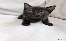 Ragdoll cats for sale: Tabby or black Ragdoll x kittens - Image 40