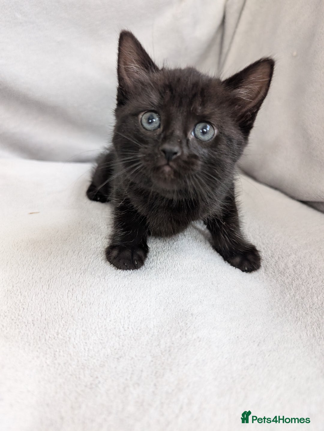 Ragdoll cats for sale: Tabby or black Ragdoll x kittens - Image 40