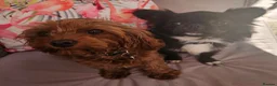 Cavapoo dogs for sale: Licensed breeder,dna clear red tiny cavapoo pups  - Advert 29