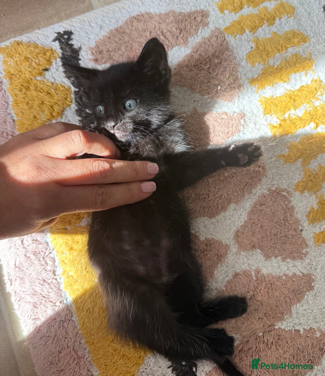 Mixed Breed cats for sale: 🐾 Adorable boy & girl 🐾 - Image 16