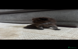 Maine Coon cats for sale: Maine coon x ragdoll kittens - Image 6