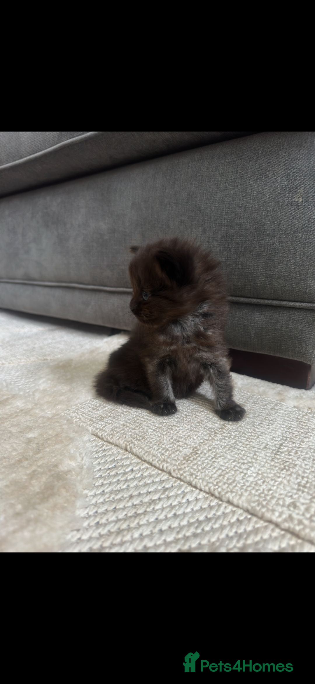 Maine Coon cats for sale: Maine coon x ragdoll kittens - Image 6