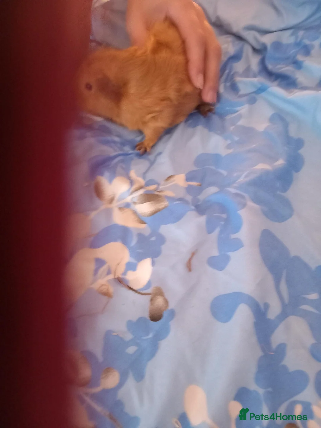 Guinea Pig rodents for sale: Guinea  pigs - Advert 4