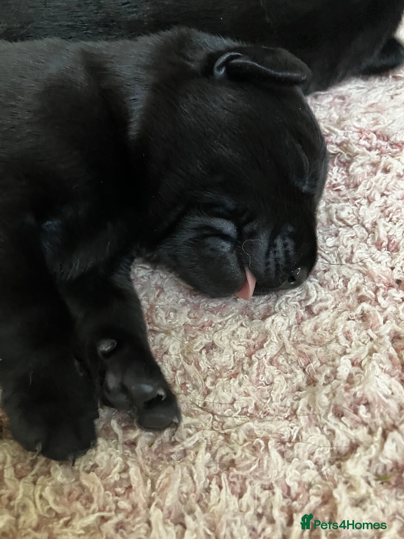 Labrador Retriever dogs Quality bred, cared for puppies. Pick of litter? - Advert 1