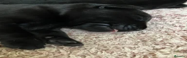 Labrador Retriever Puppy 4