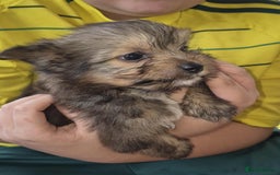 Mixed Breed dogs for sale: White yorkie (Biewer Terrier) X pomeranian  - Image 9