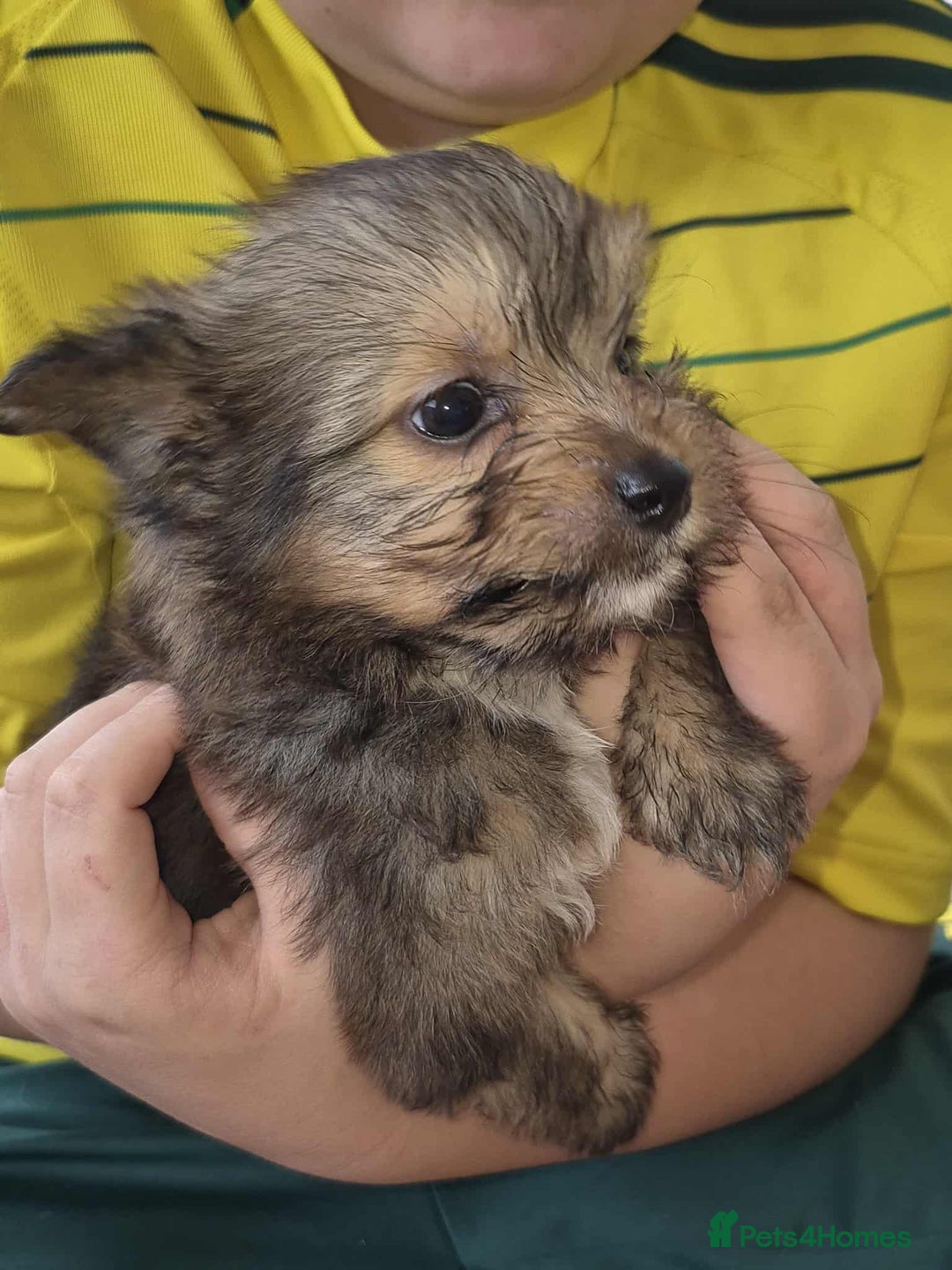 Mixed Breed dogs for sale: White yorkie (Biewer Terrier) X pomeranian  - Image 9