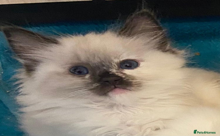 Ragdoll cats - Advert 1